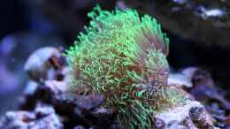 aquarium-von-micha-michas-great-reef-challenge_Briareum hamrum - Grüne Röhrenkoralle