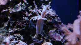 aquarium-von-micha-michas-great-reef-challenge_???