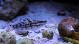 Aquarium einrichten mit Amblygobius phalaena - Bagger-Grundel