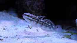 Aquarium einrichten mit Amblygobius phalaena - Bagger-Grundel