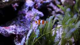 Aquarium einrichten mit Amphiprion ocellaris - Anemonenfisch