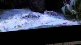 Aquarium einrichten mit Päörchen Amblygobius phalaena - Bagger-Grundel