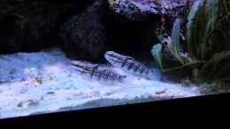 Aquarium einrichten mit Pärchen Amblygobius phalaena - Bagger-Grundel