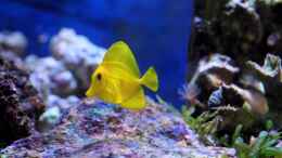 Aquarium einrichten mit Zebrasoma flavescens - Zitronenflossen-Doktorfisch