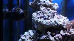 aquarium-von-micha-michas-great-reef-challenge_Strömungspumpe, Heizstab und Filterablaufschacht