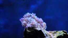 aquarium-von-micha-michas-great-reef-challenge_Xenia umbellate - Pumpende Xenien