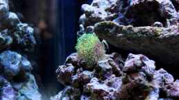aquarium-von-micha-michas-great-reef-challenge_Briareum hamrum - Grüne Röhrenkoralle