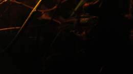 Foto mit Schlußlichtsalmler_19.04.2014_4_ Foto mit Schlußlichtsalmler_19.04.2014_4_