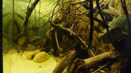 aquarium-von-derimperator-amazon-deadwood-nur-noch-als-beispiel_Aktuelles Layout von der Seite