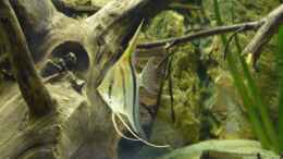 aquarium-von-derimperator-amazon-deadwood-nur-noch-als-beispiel_Knappe 3 Monate alt