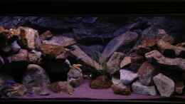 aquarium-von-green-zebra-mbuna-rocks_