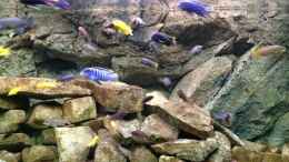 aquarium-von-green-zebra-mbuna-rocks_kurz vor der fütterung