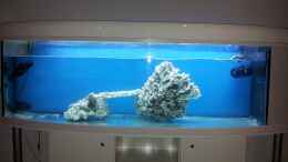 Aquarium einrichten mit totes Riffgestein eingebracht um die Wasserverdrängung