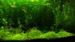 aquarium-von-patrick-stobbe-becken-2503_Meine Ultricularia graminifolia - Wiese