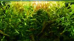 Aquarium einrichten mit Rotala Rotundifolia, Boraras brigittae