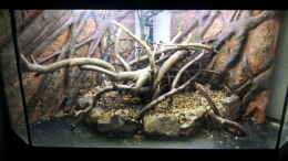 aquarium-von-michael-scheffler-rustikale-eckgestaltung---nur-noch-beispiel_Das schöne Stück Holz und die Rückwand