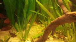 Aquarium einrichten mit Trichogaster leerii