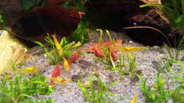 aquarium-von-erschreckerbaer-kleines-becken_Gruppe von Bloody Mary Sakura, Chi-Tai Lee und Yellow Fire C