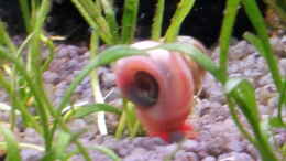 aquarium-von-erschreckerbaer-kleines-becken_Posthornschnecke rot/ orange