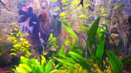 aquarium-von-michel-amazonas-in-the-corner_Manucapuru Rotrücken Skalar (NZ) 4 Monate alt 31.12.12