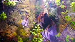 aquarium-von-michel-amazonas-in-the-corner_31.12.12