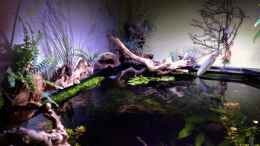 aquarium-von-michel-amazonas-in-the-corner_Blick von Oben 1.4.13