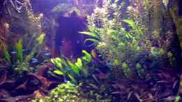 aquarium-von-michel-amazonas-in-the-corner_1.4.13