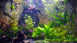 aquarium-von-michel-amazonas-in-the-corner_Neon und Rotrücken Kirschfleck Salmler 31.12.12