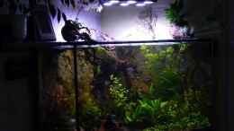 aquarium-von-michel-amazonas-in-the-corner_31.12.12