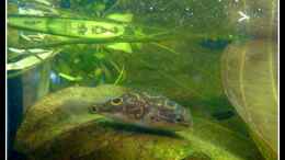 Aquarium einrichten mit Palembang Kugelfisch