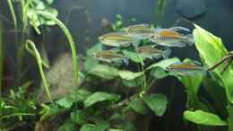 aquarium-von-pflanzennarr-gesellschaftsbecken-mit-hang-zum-westafrikaflair_sind schon schöne Schwarmfische
