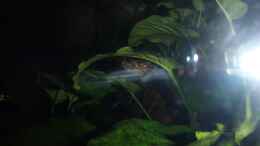 aquarium-von-pflanzennarr-gesellschaftsbecken-mit-hang-zum-westafrikaflair_ein seltener Anblick: Rückenschwimmende Kongowels (Synodont