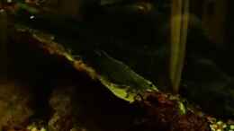 aquarium-von-pflanzennarr-gesellschaftsbecken-mit-hang-zum-westafrikaflair_sie lieben Seemandelbaublätter
