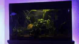 Aquarium einrichten mit LED Stripes und Mondlicht können sehr effektiv