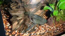 aquarium-von-pflanzennarr-gesellschaftsbecken-mit-hang-zum-westafrikaflair_prächtiges Tier Atya gabonensis