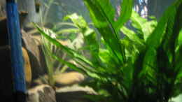 aquarium-von-thomas-reifenberg-becken-2510_Anubias Mutterpflanze 