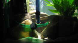 aquarium-von-thomas-reifenberg-becken-2510_Eheim Filter als Strömungspumpe , verwendet 