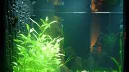 aquarium-von-mario-boesch-mein-erstes-aq-lido-120_2012-12-31 von links