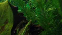 Aquarium einrichten mit Egeria densa als Bund 