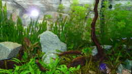 aquarium-von-zewana-becken-25105_Rote Moorwurzel