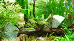 aquarium-von-zewana-becken-25105_Kongosalmler 1