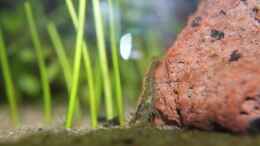 aquarium-von-hamstermaus-fish-and-shrimp-aufgeloest-april-2018_
