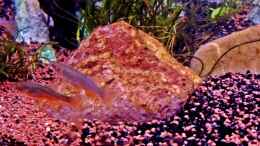aquarium-von-snooze-juwel-vision-190_Rosen-Bärbling