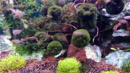 aquarium-von-snooze-juwel-vision-190_Teichlebermoose mit Netzen auf Steinen befestigt