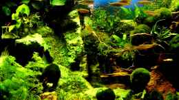 aquarium-von-snooze-juwel-vision-190_Stand 11.06.2013
