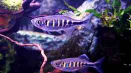 aquarium-von-snooze-juwel-vision-190_Devario pathirana