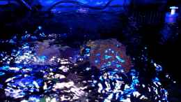 aquarium-von-mw-luca-little-sea_