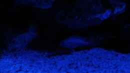 aquarium-von-christoff-wagner-juwel-rio-400-malawi_pseudotropheus socolofi bei Nacht