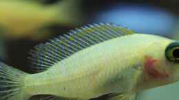 aquarium-von-christoff-wagner-juwel-rio-400-malawi_Aulonocara fire fish