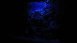 aquarium-von-helmut-loehr-becken-2524_Aquarium bei Nacht